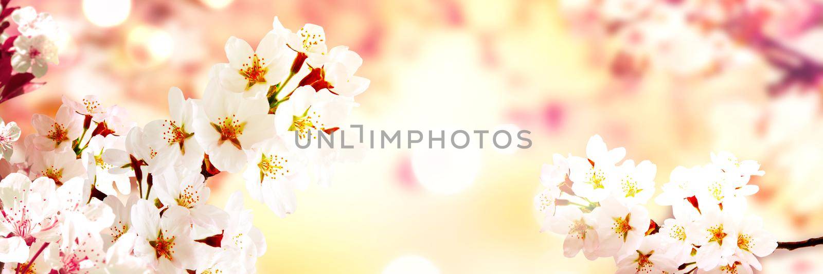 Beautiful nature scene with blooming flowers tree.