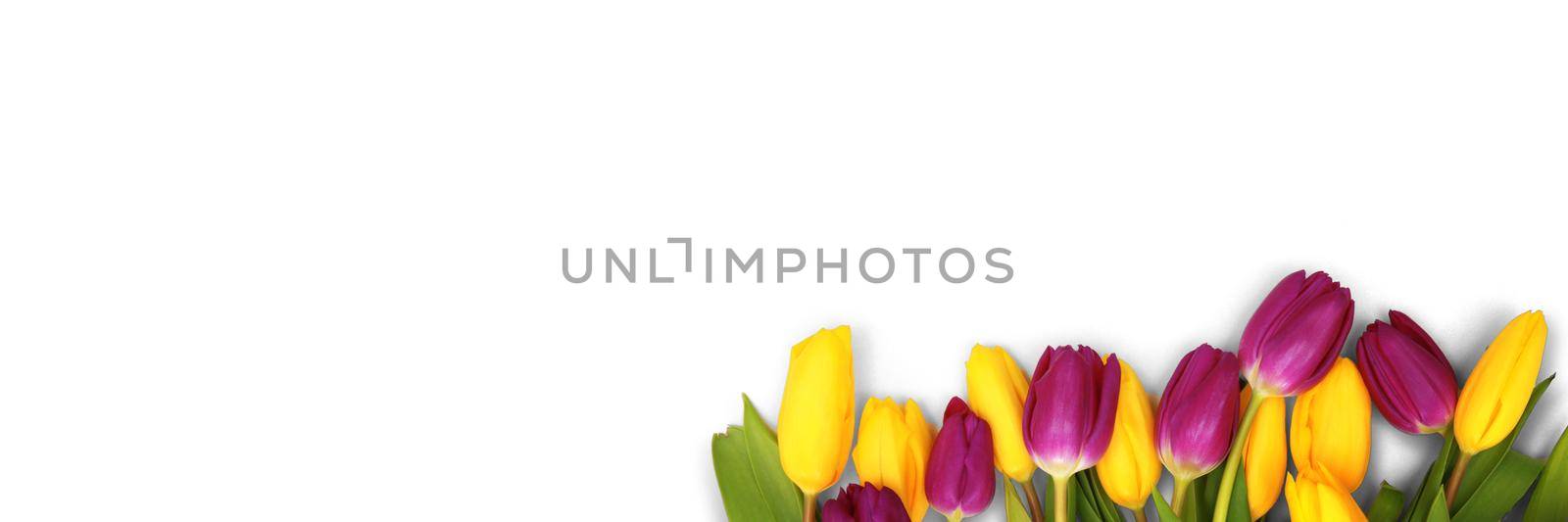 Beautiful tulips. Spring nature background for web banner and card design. by Taut