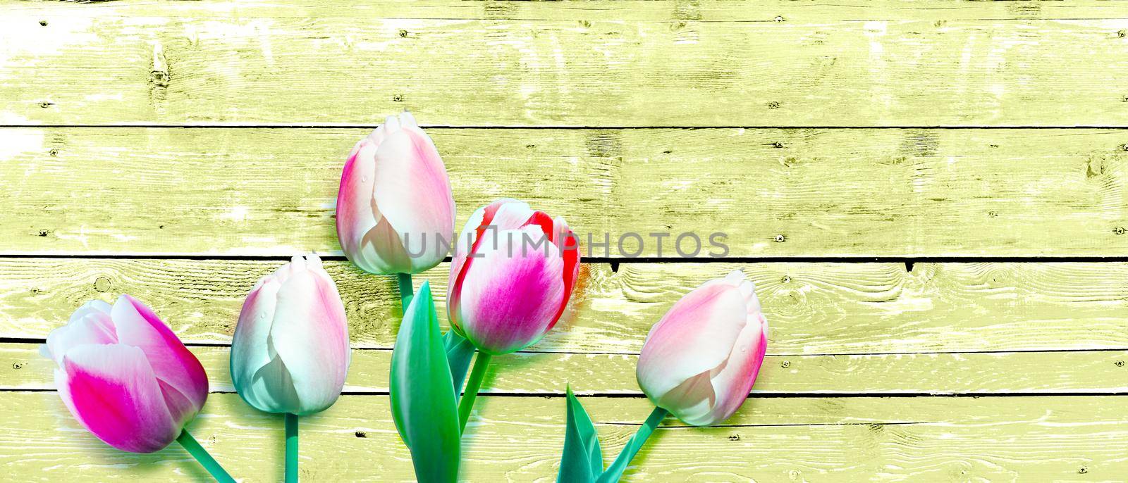 Beautiful tulips. Spring nature background for web banner and card design. by Taut