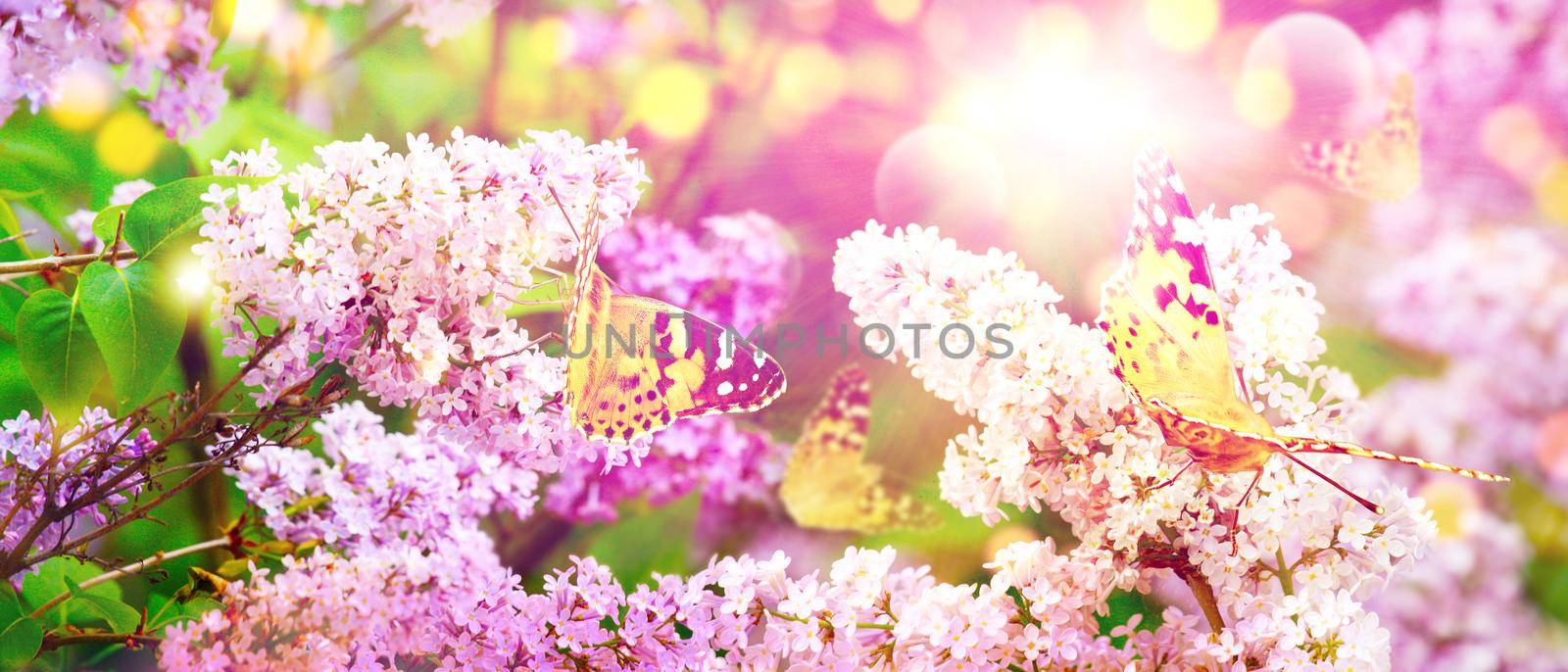 Beautiful nature scene with blooming flowers tree.
