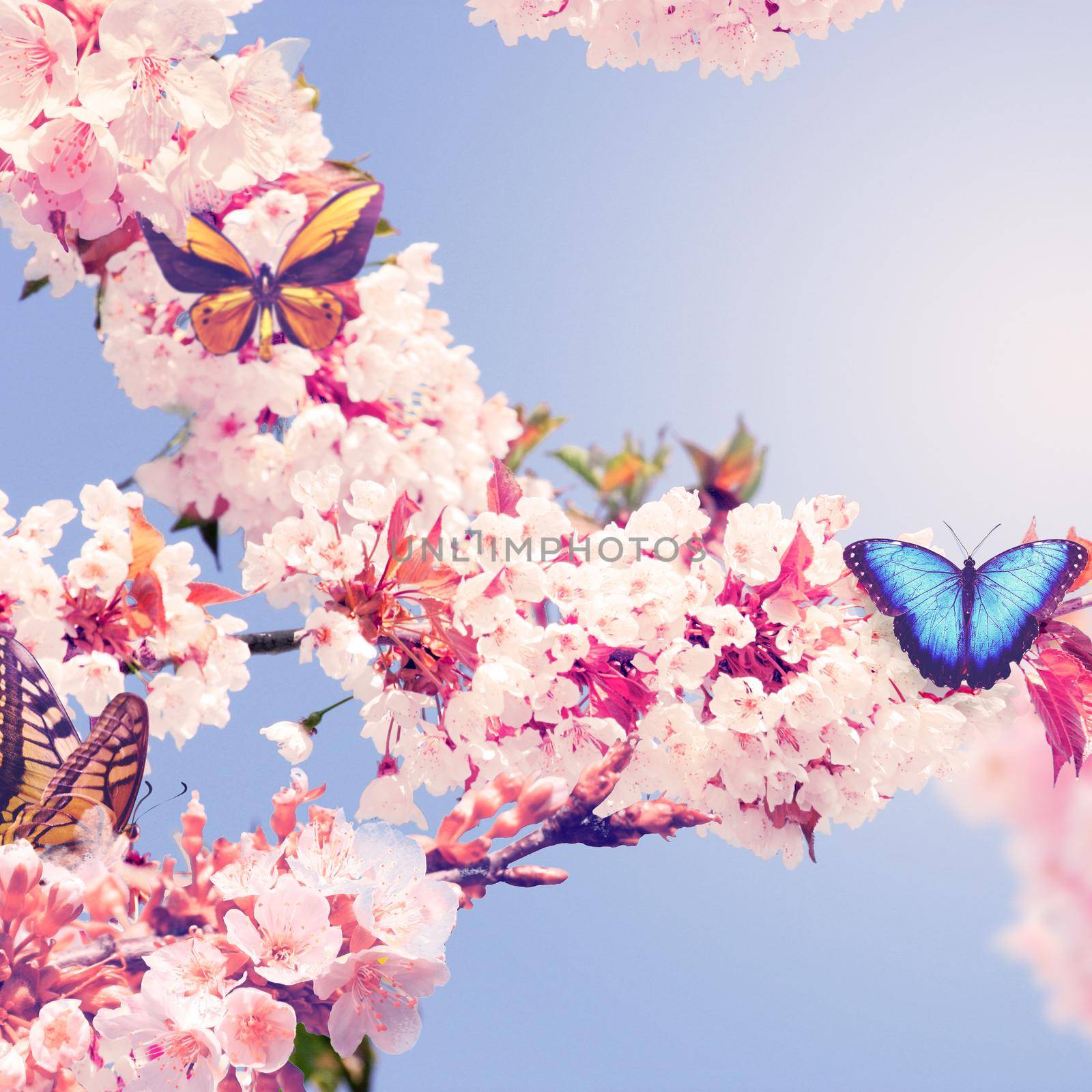 Butterfly and a beautiful nature view of spring flowering trees on blurred background. by Taut
