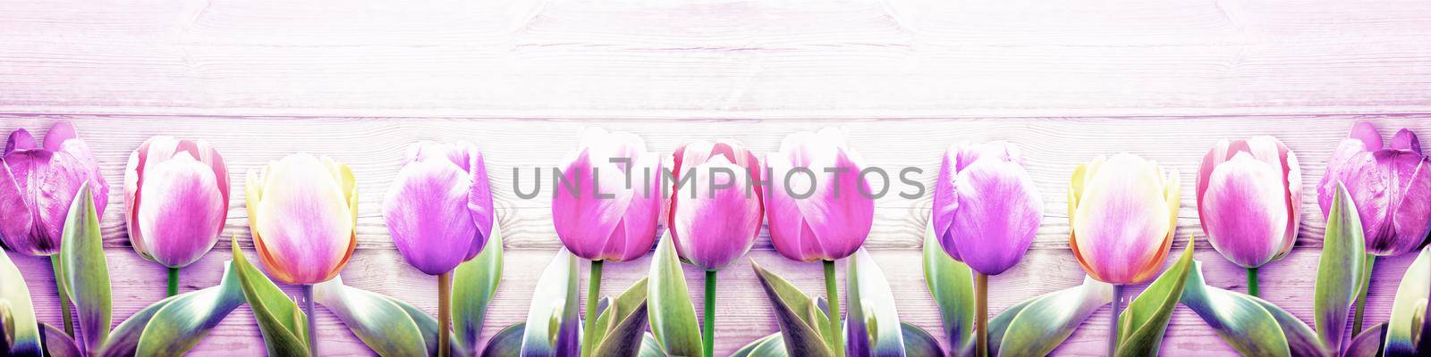 Beautiful tulips. Spring nature background for web banner and card design. by Taut