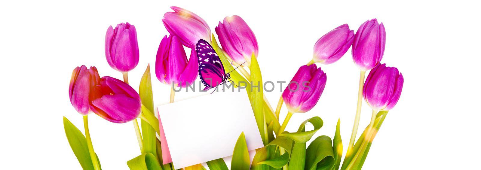 Beautiful tulips. Spring nature background for web banner and card design. by Taut