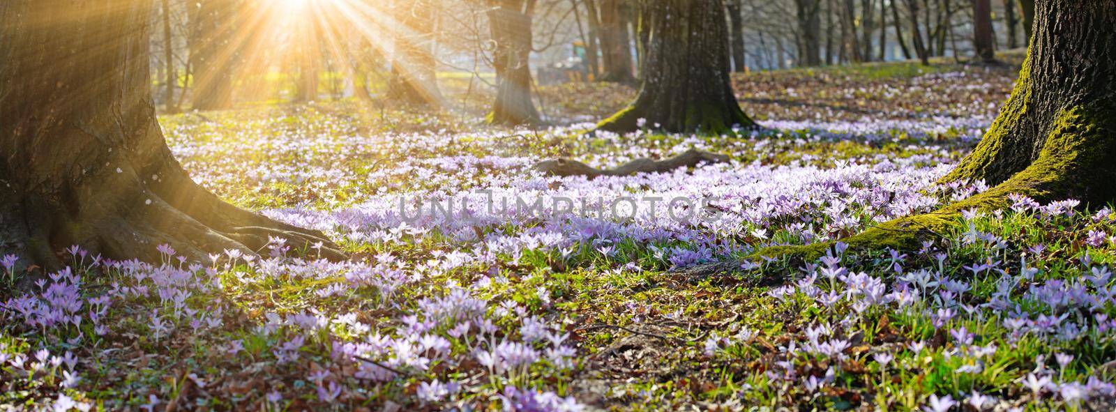 Beautiful crocuses growing through snow. First spring flowers