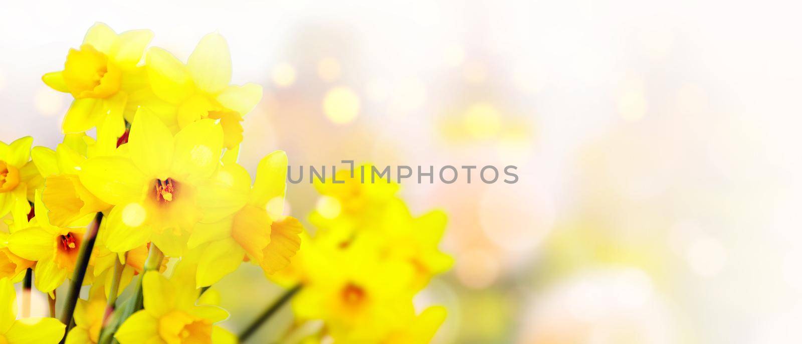 Beautiful flowers of daffodils narcissus glow in morning at sunrise in golden rays of sunshine.
