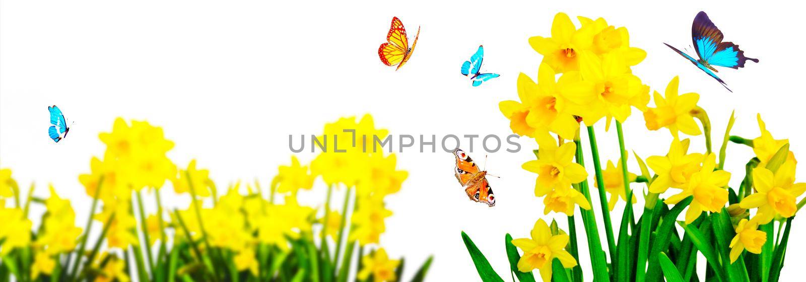 Yellow daffodils and butterflies in the garden by Taut