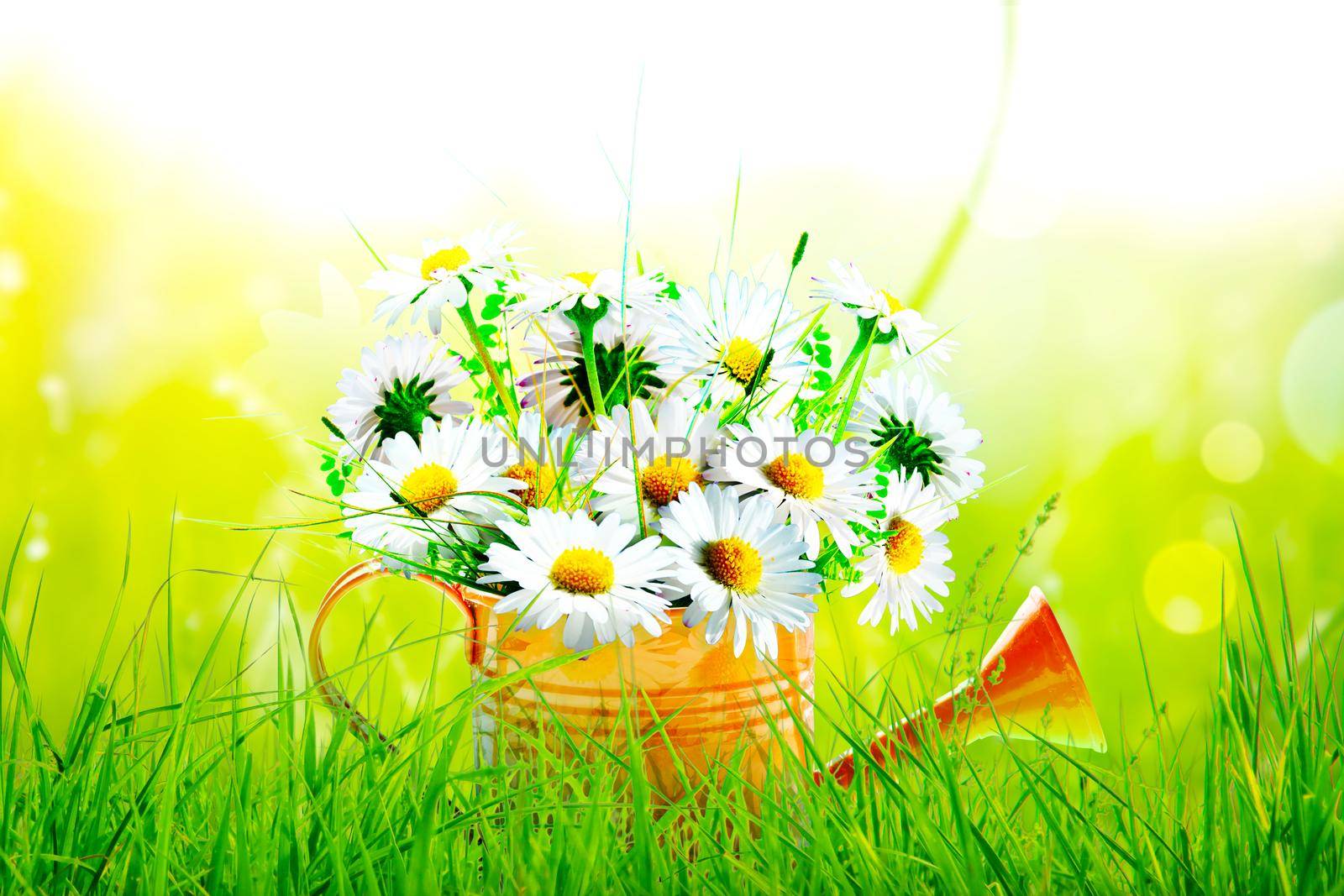 Spring flowers in watering can. Gardening tools and equipment.