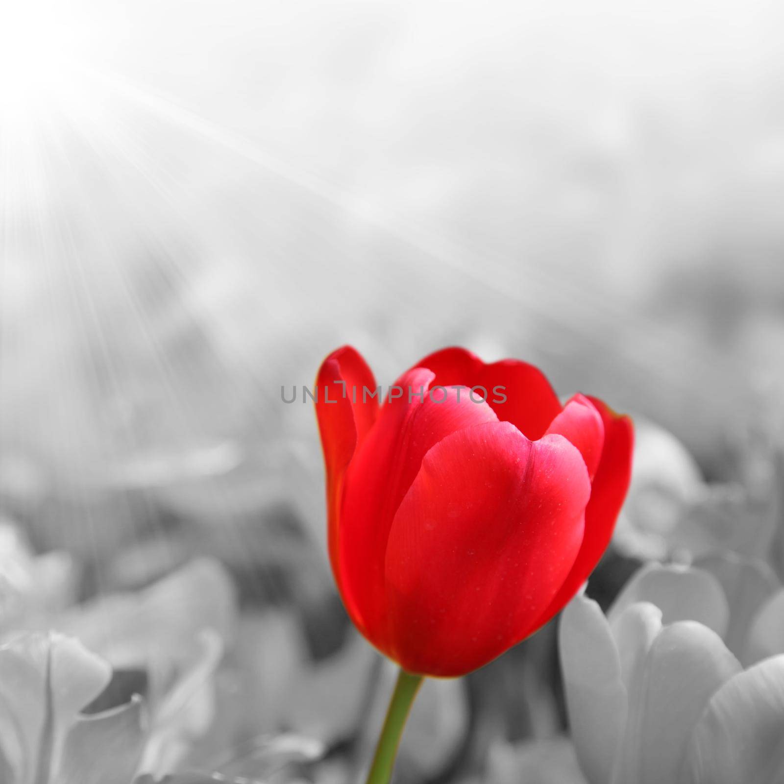 Beautiful tulips. Spring nature background for web banner and card design. by Taut