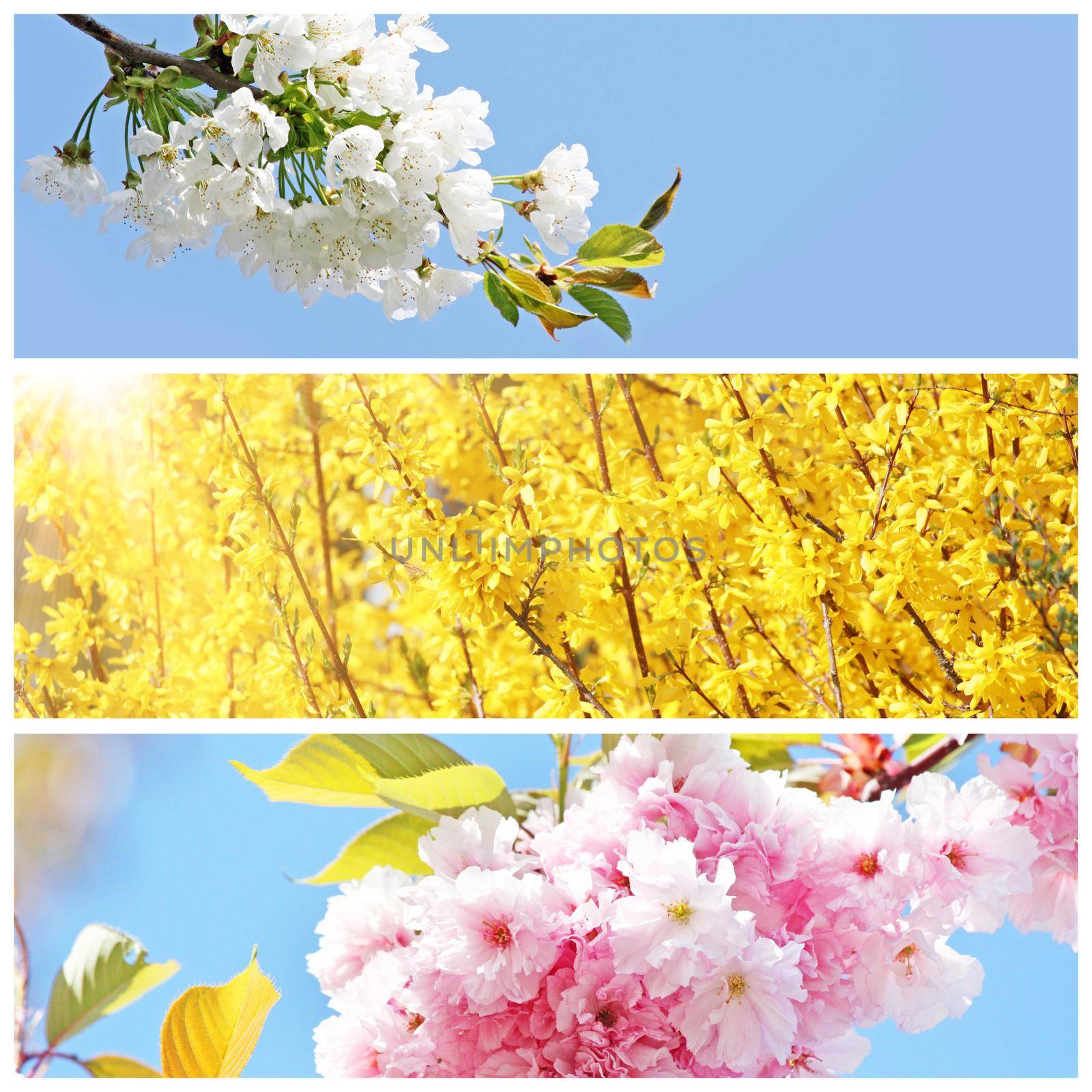 Beautiful nature scene with blooming flowers tree.