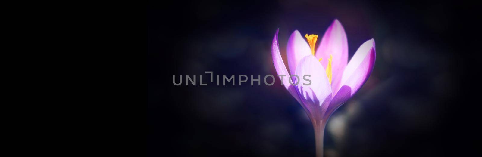 Beautiful crocuses growing through snow. First spring flowers