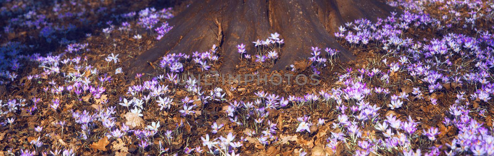 Beautiful crocuses growing through snow. First spring flowers