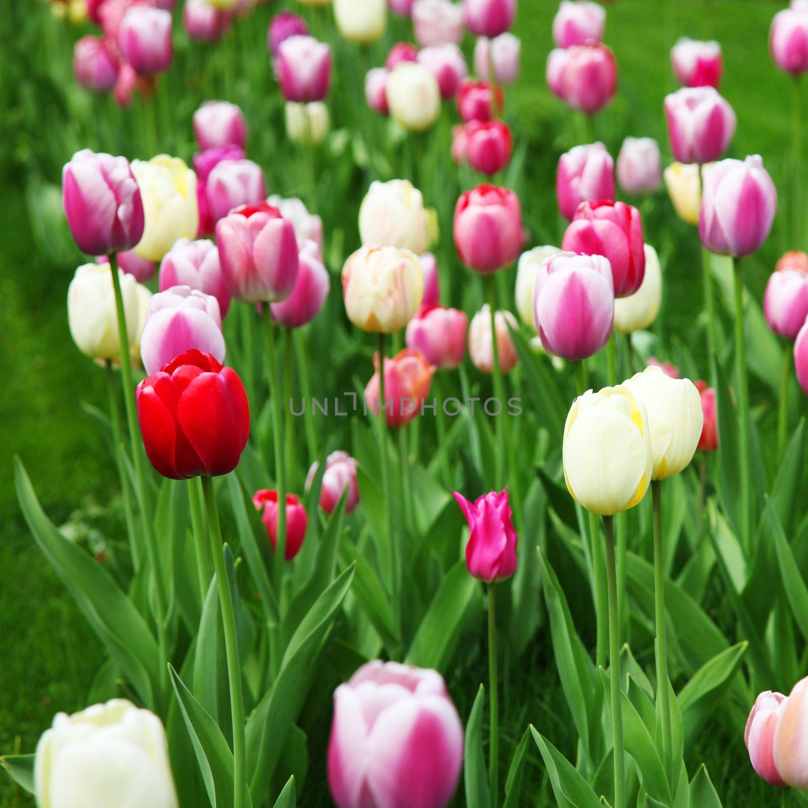 Beautiful tulips. Spring nature background for web banner and card design. by Taut