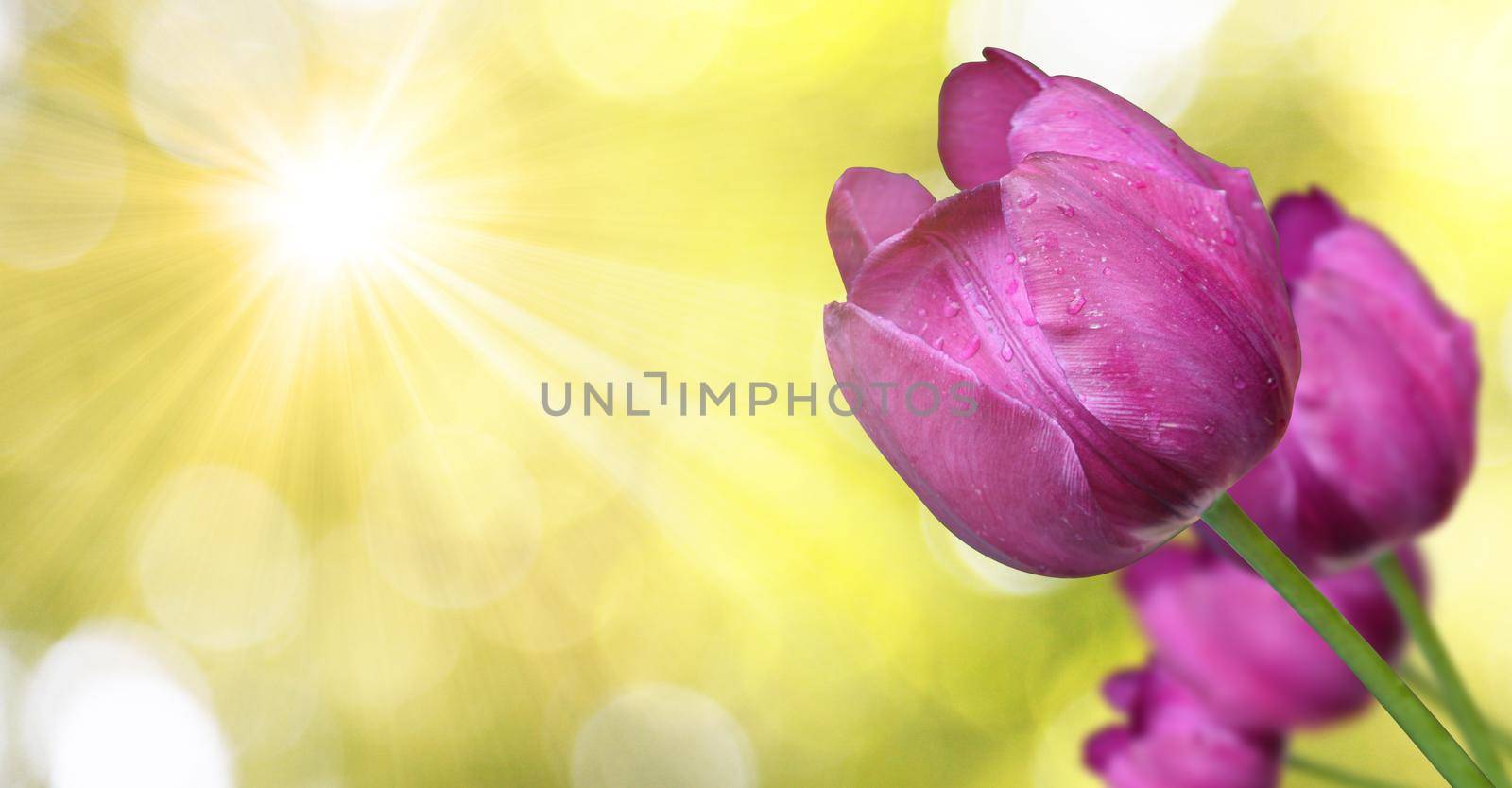 Spring concept of the celebration. Greeting card for women's Day