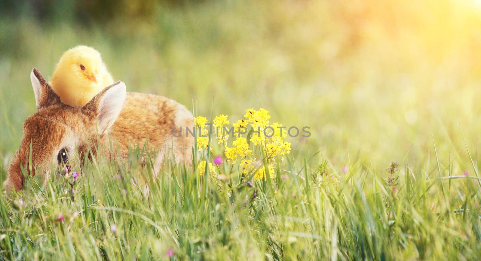 Easter composition with rabbit. Festive decoration. Happy Easter.