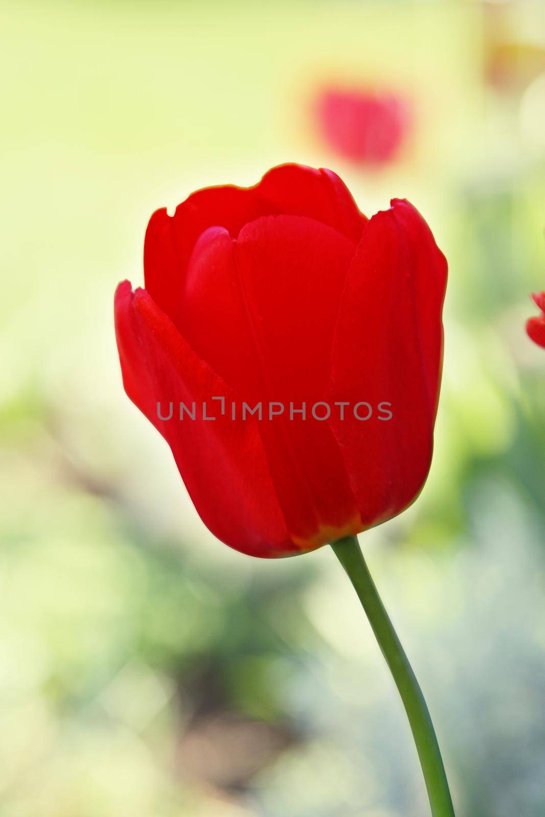 Beautiful tulips. Spring nature background for web banner and card design. by Taut