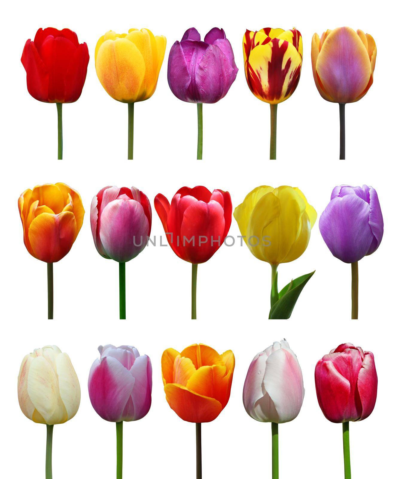 Beautiful tulips. Spring nature background for web banner and card design. by Taut