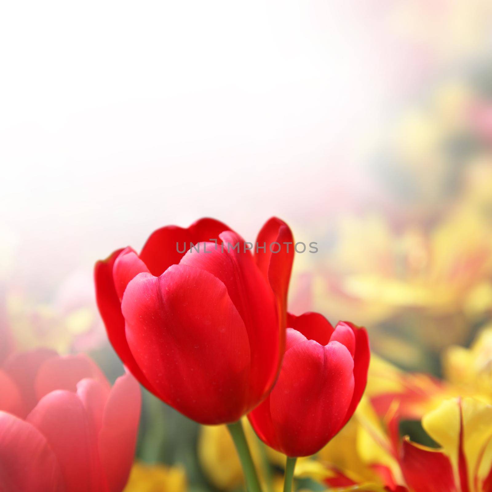 Beautiful tulips. Spring nature background for web banner and card design. by Taut