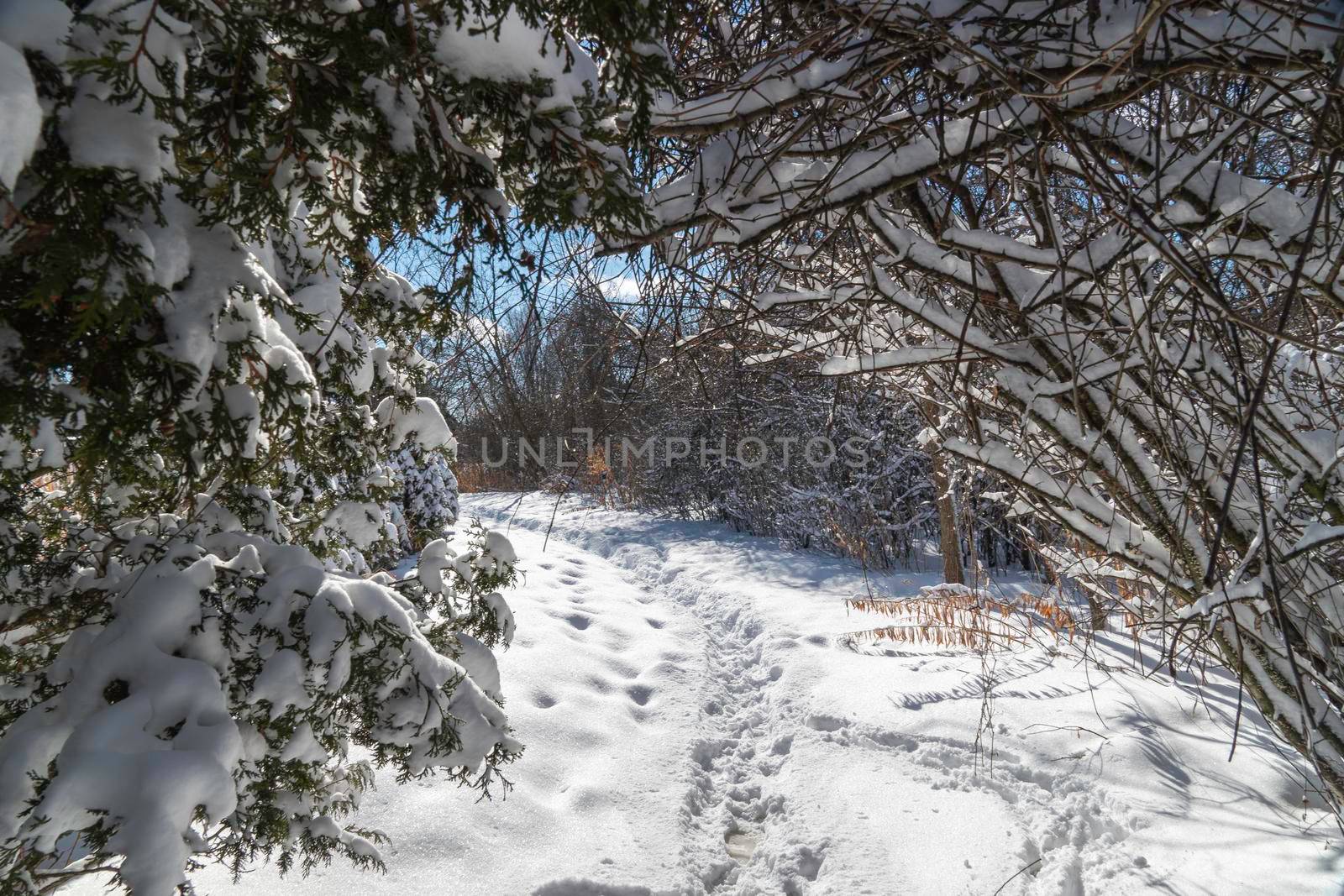 Winter paths in the forest park by ben44