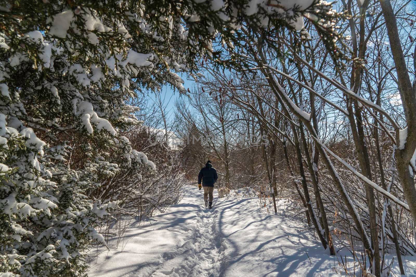 In the morning on a frosty, sunny day, a man took his pet for a walk along a narrow path of crisp snow.