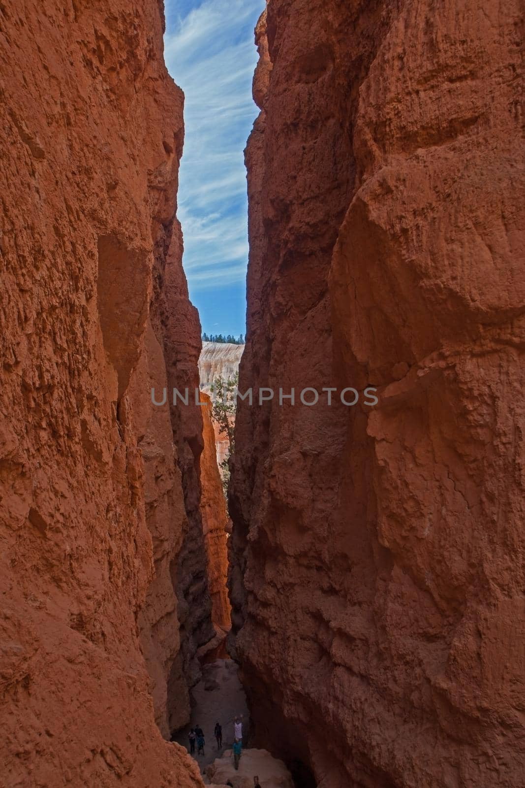 The hiking trail of the Navajo Loop winds through the hoodoos of Bryce Canyon National Park