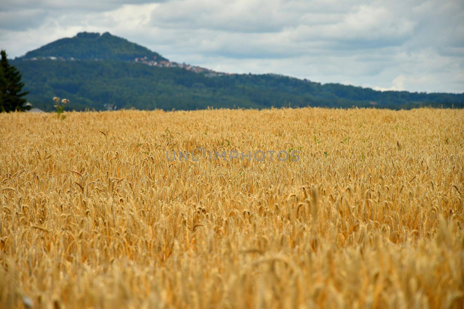 wheat with a panoramic view to famous emperor hill Hohenstaufen by Jochen