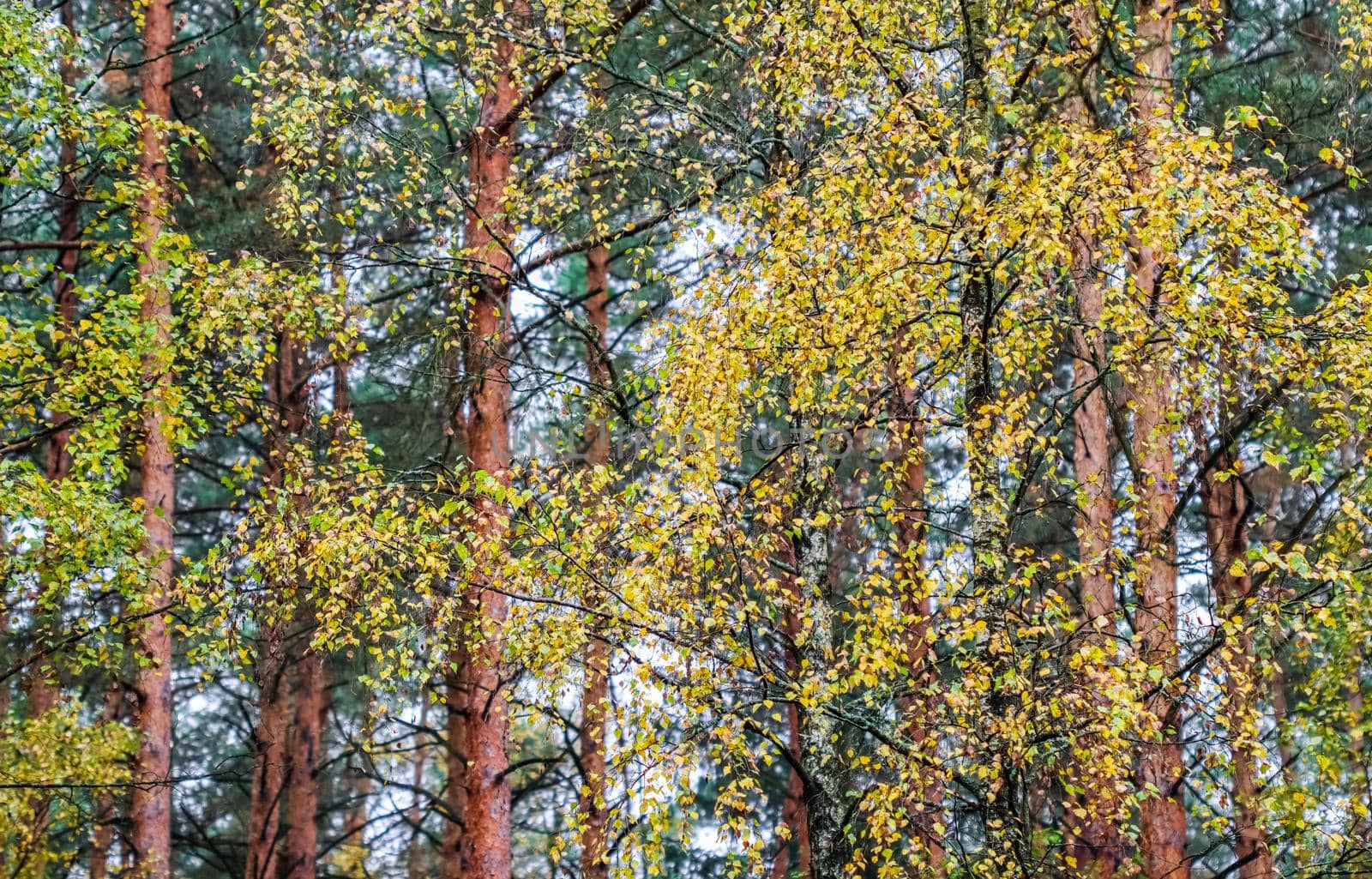 Bright yellow leaves on birch branches in the forest. Autumn background