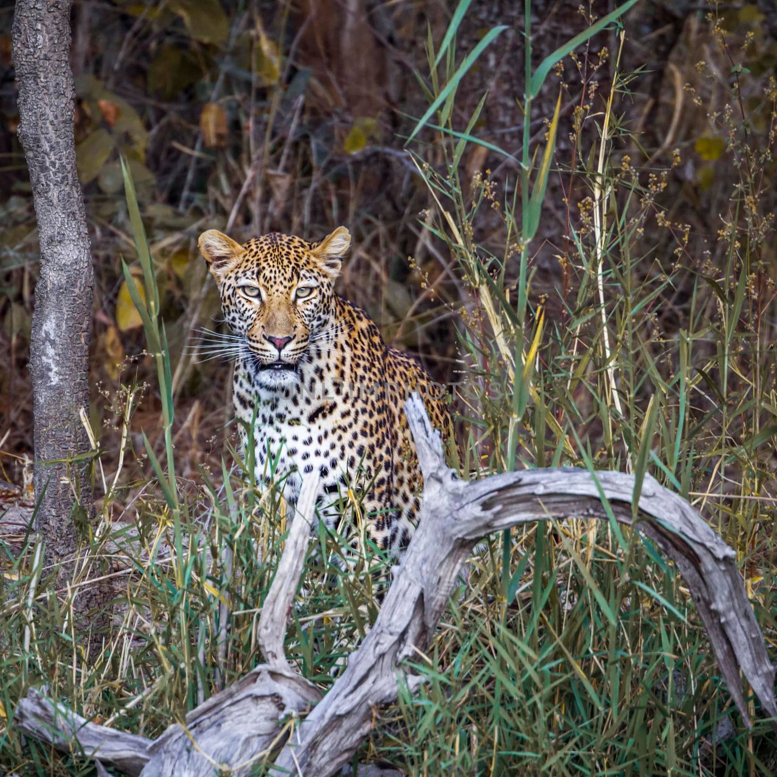 Leopard in Kruger National park, South Africa by PACOCOMO