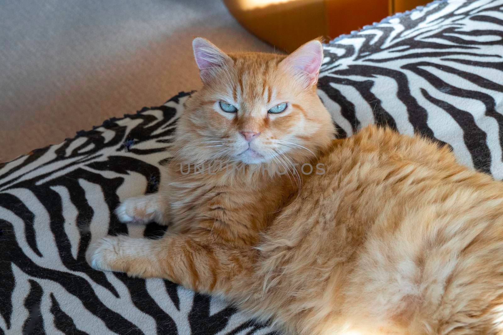 A red cat with green eyes lies on a sofa covered with a striped bedspread.