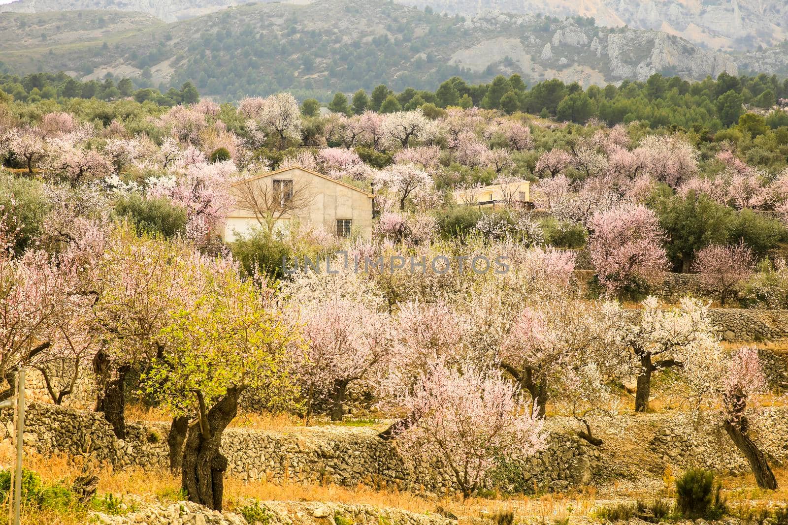 Beautiful Landscape of Sierra Aitana range with Almond trees in bloom under blue sky