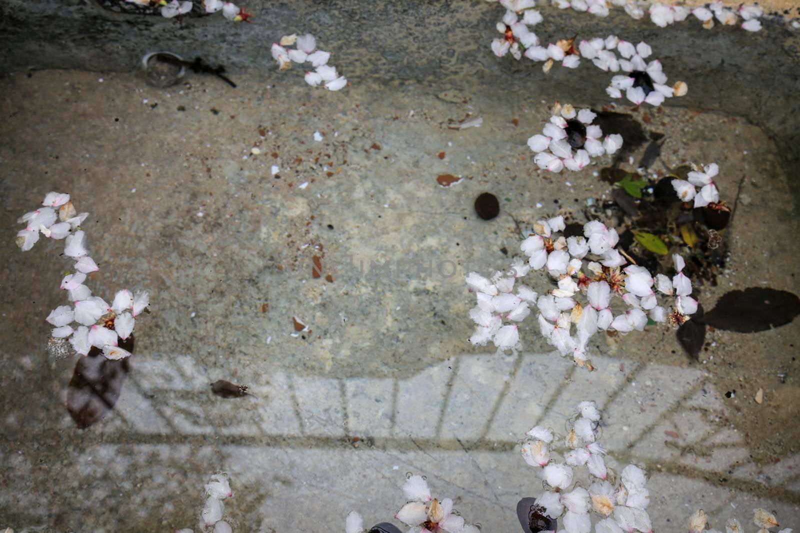 Stone fountain of fresh water with almond flower petals in Benifato village, Alicante, Spain