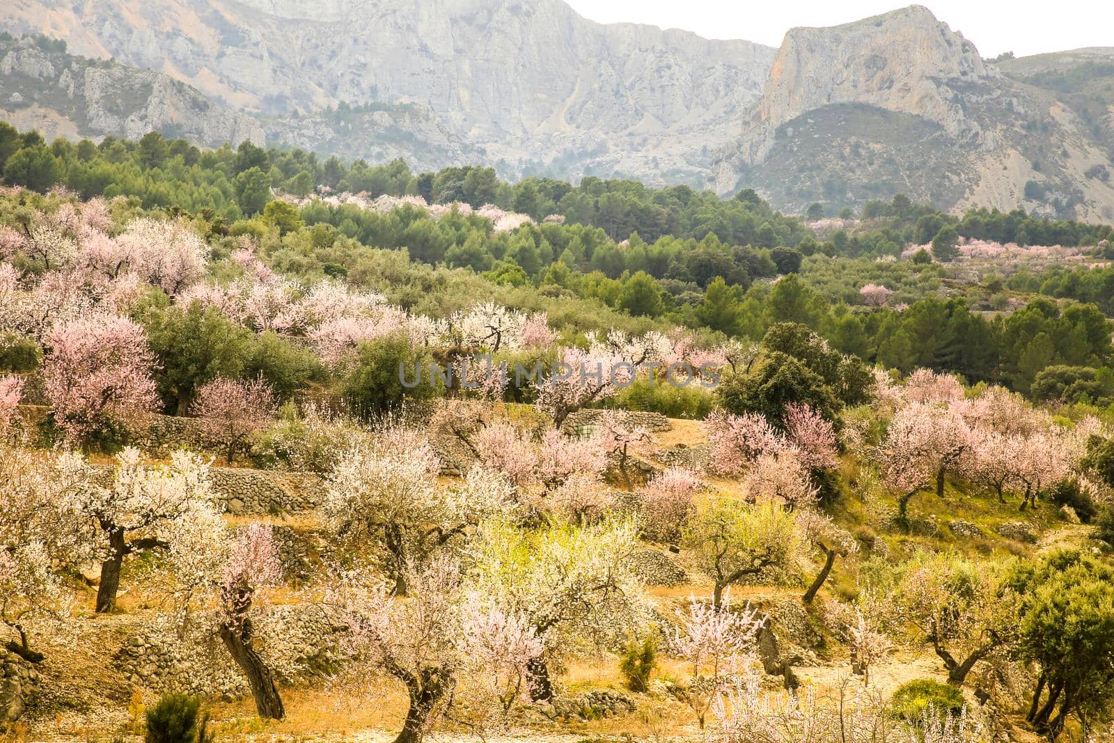 Beautiful Landscape of Sierra Aitana range with Almond trees in bloom under blue sky