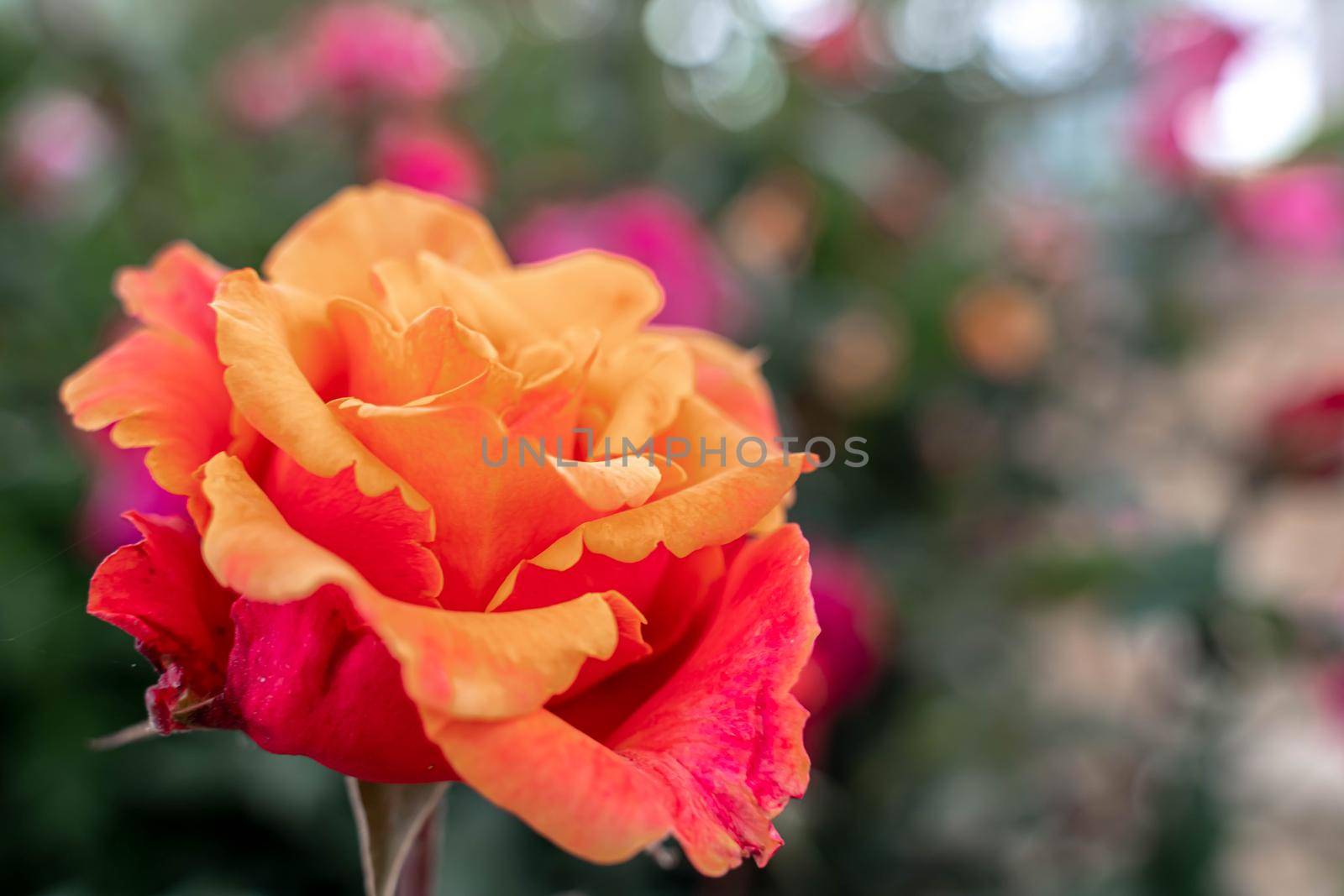 Yellow striped rose flower with green leaves in the garden. by Matiunina