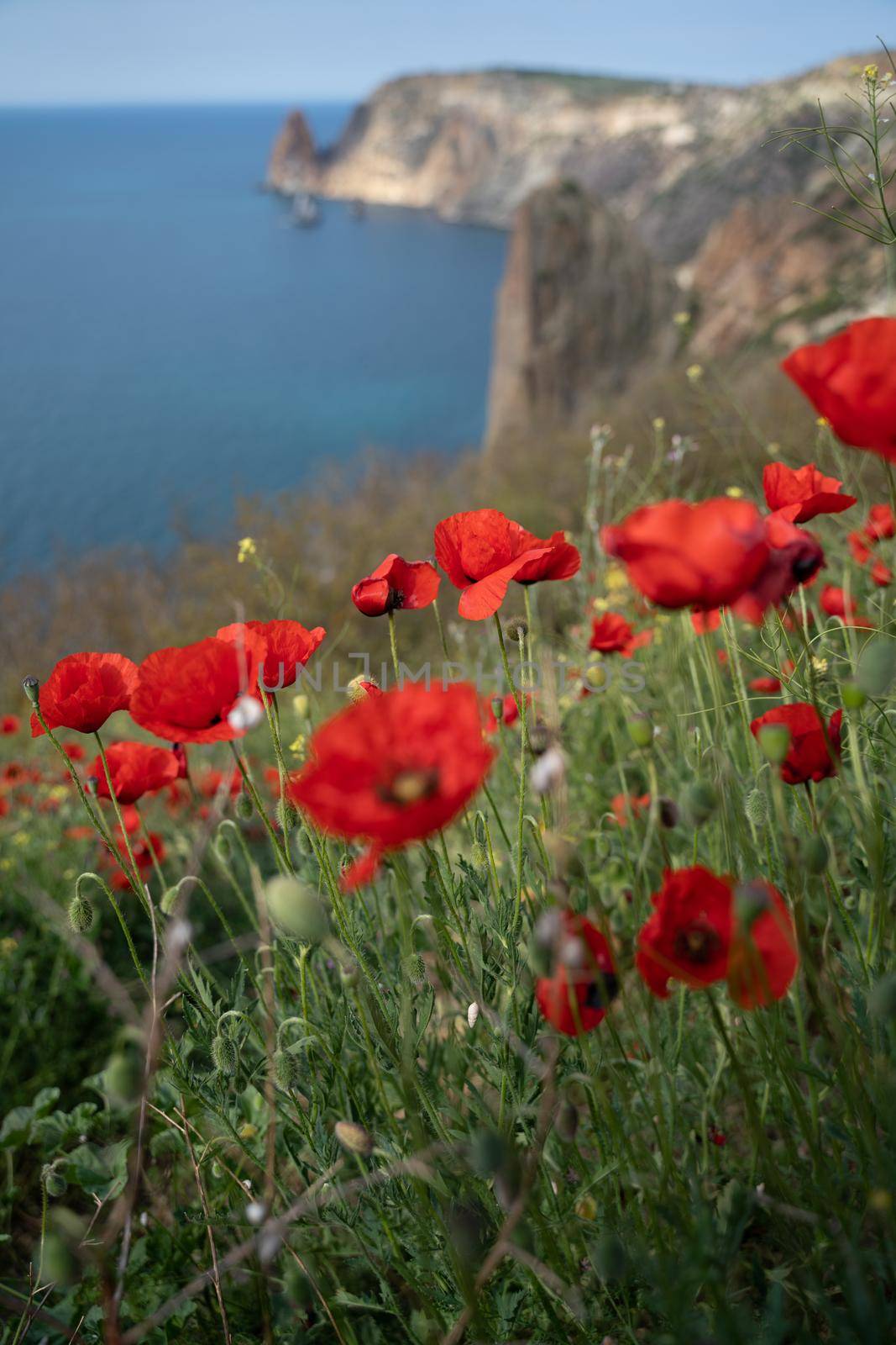 Poppies red close-up on the background of the blue sea. Beautiful bright spring flowers. Atmospheric landscape with scarlet sun poppies. Beautiful postcard view, natural background with copy space by Matiunina