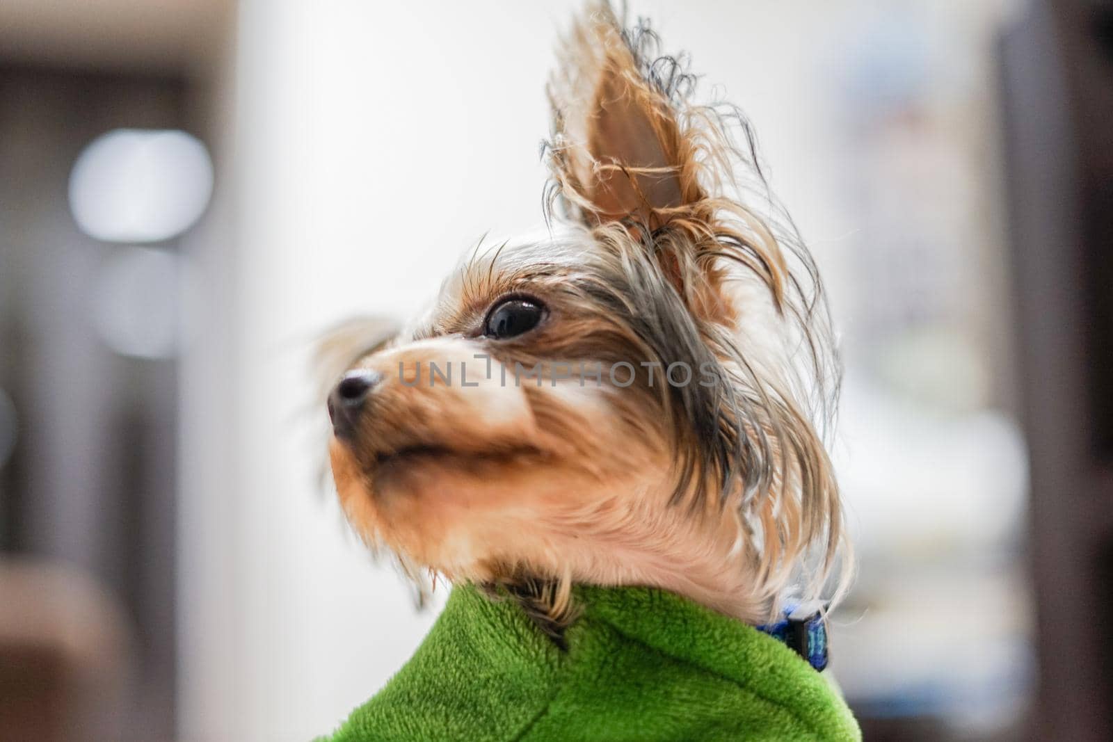 Cute Yorkshire Terrier (Companion Animal). Shooting Location: Tokyo metropolitan area