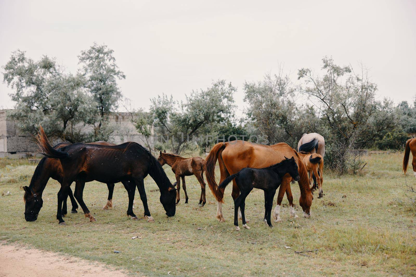 herd of horses graze on the farm. High quality photo