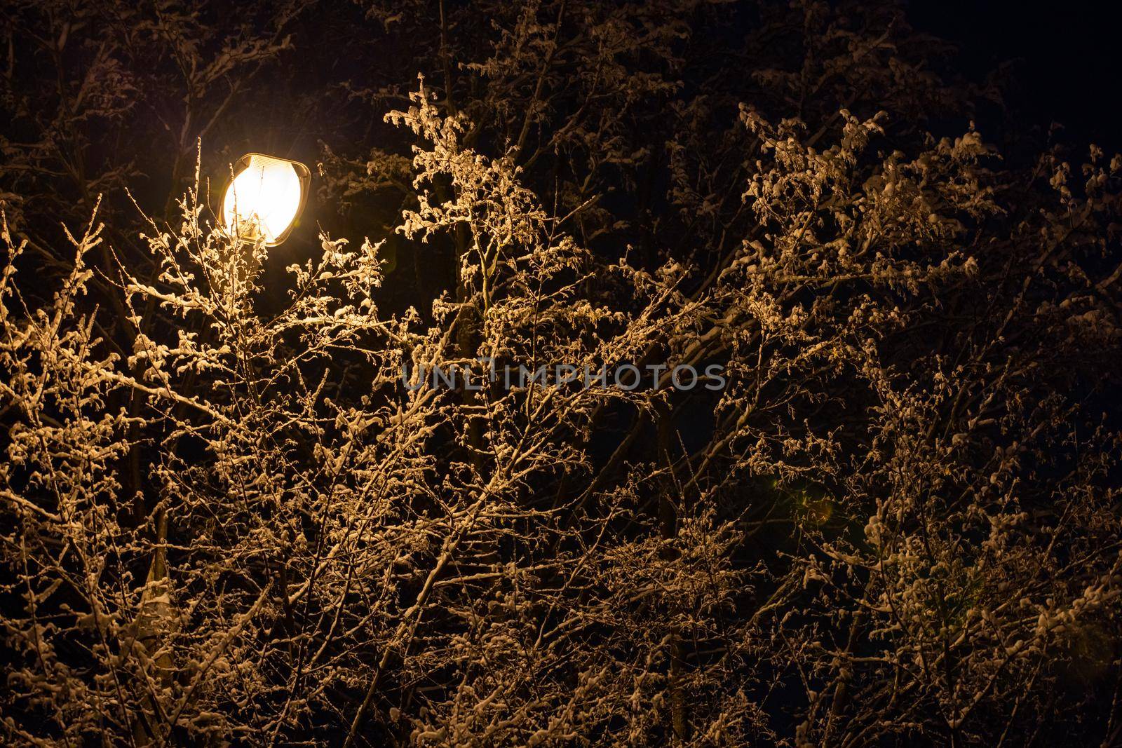 snow covered winter branches with street lamp inside at winter night by z1b