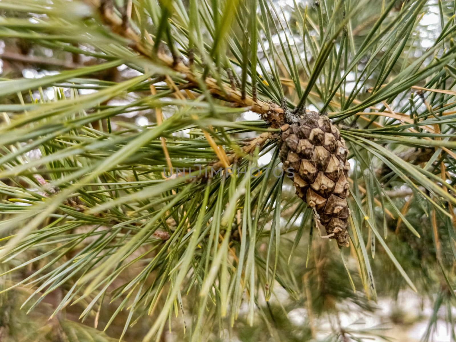 selective focus of pine cone on pine branch in forest close up, soft focus natural texture