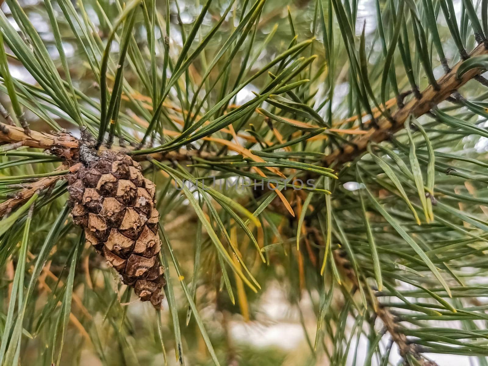 selective focus of pine cone on pine branch in forest close up, soft focus by Mariaprovector