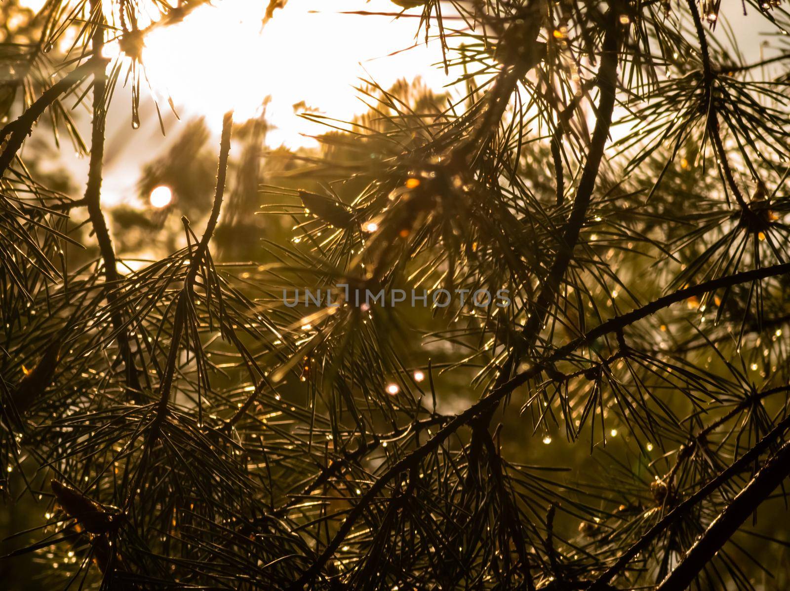 the sun shines through the coniferous branches in the forest by Mariaprovector