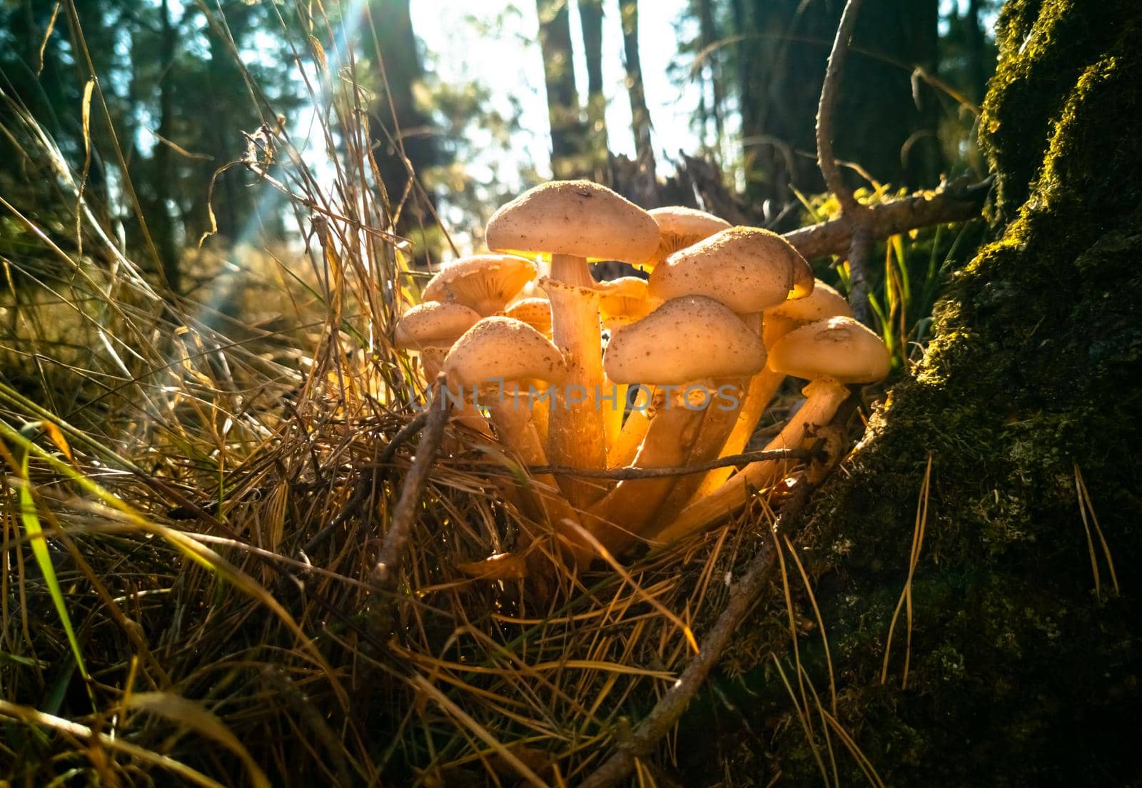 honey mushrooms in the autumn forest. close-up. beautiful edible mushrooms i in sunlight by Mariaprovector