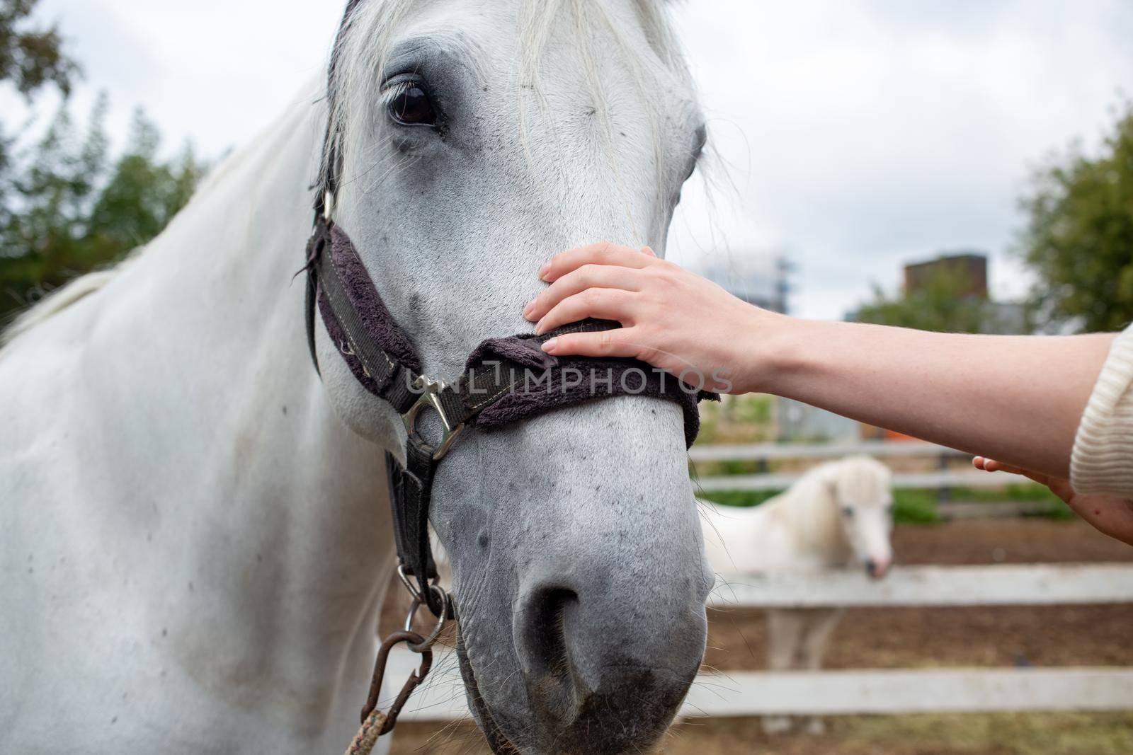 photo female hand stroking a horse muzzle in equestrian club by Mariaprovector