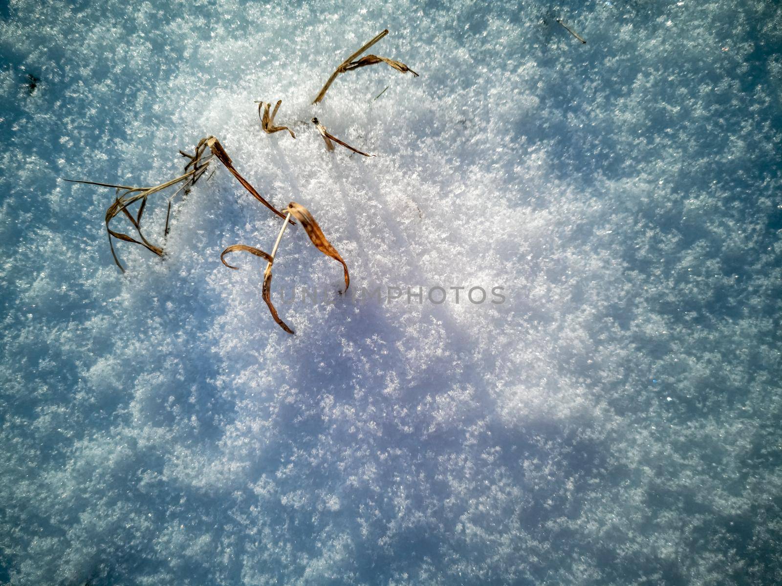 abstract natural texture of snow and dry grass. top view of snow cover pattern by Mariaprovector