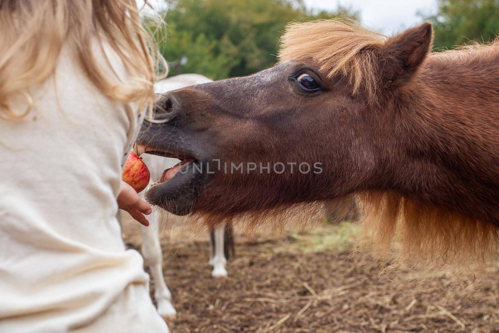 little girl feeding pony horse with apple in equestrian club by Mariaprovector