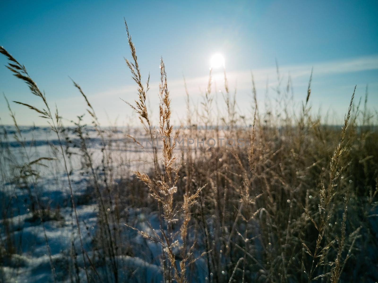 selective focus of field of dry grass covered by snow in sunshine by Mariaprovector