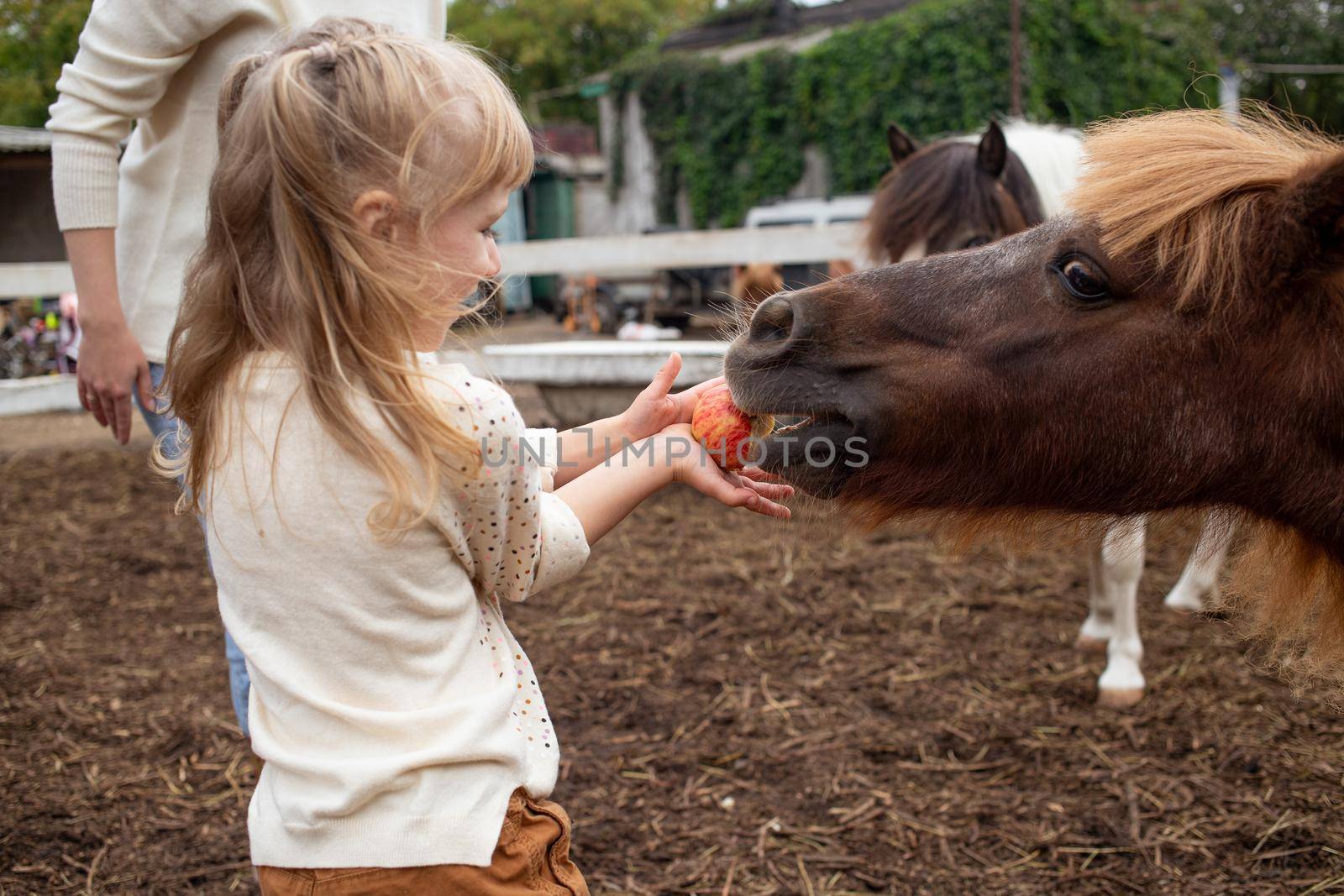 little girl feeding pony horse with apple and laugh in equestrian club