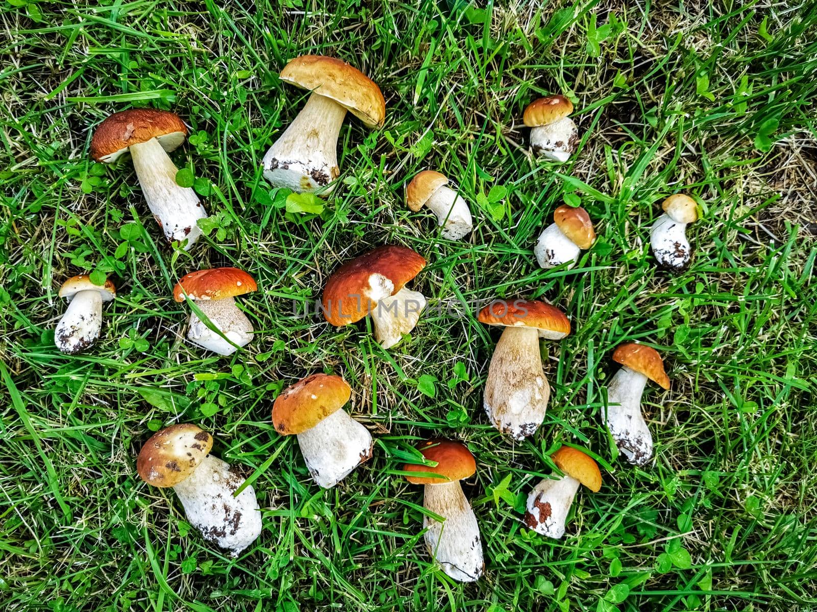 Beautiful white mushrooms lie on the grass. Mushrooms are cut in an oak forest. top view by Mariaprovector