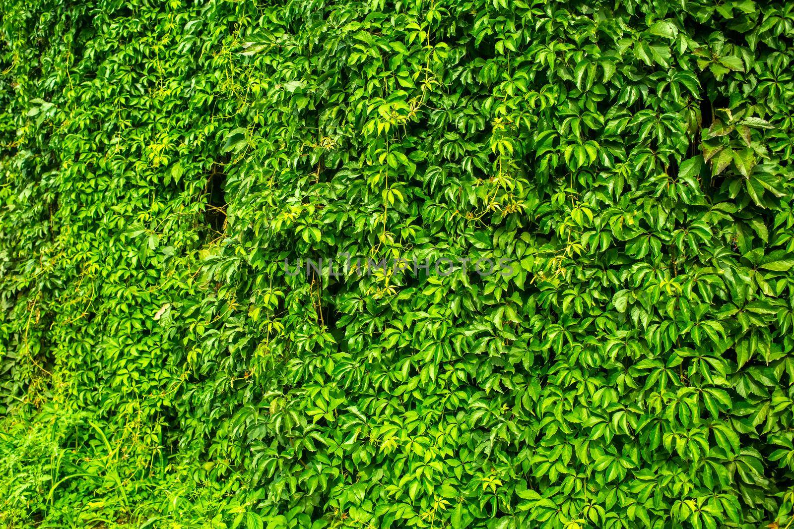 wall with greenery. natural background texture by Mariaprovector