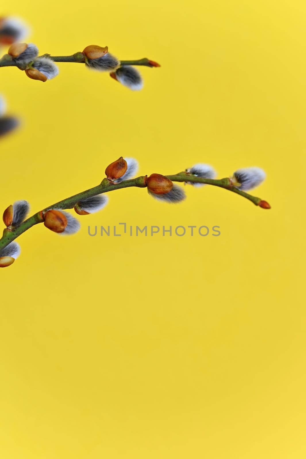 Spring background. Cat tree - flowering branches . Willow flowers - catkins. Easter - springtime with yellow background. by Montypeter