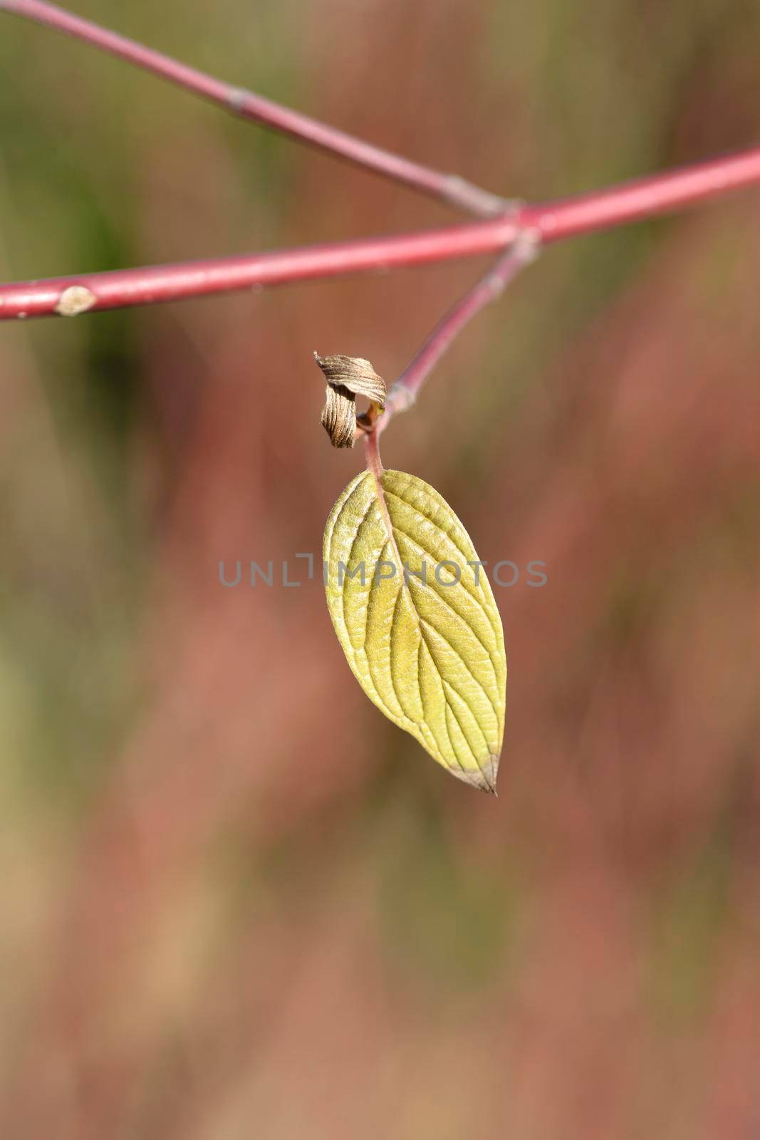 Siberian dogwood brach with new leaf - Latin name - Cornus alba Sibirica