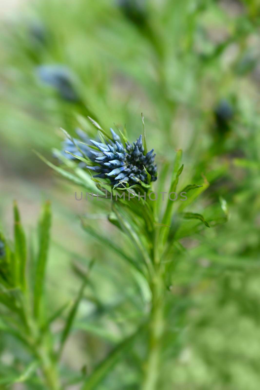 Blue Star Ernst Pagels flower buds - Latin name - Amsonia Ernst Pagels